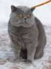 Предлагаем для вязки британского кота  голубого окраса 