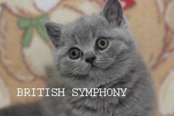 Британские котята из питомника "British Symphony". Вязки. Британские котята из питомника "British Symphony". Вязки.