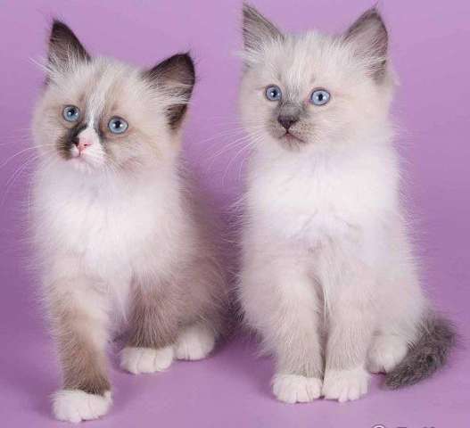 Невские маскарадные котята Невские маскарадные котята