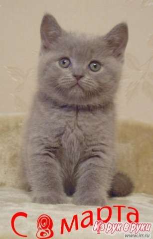 БРИТАНСКИЕ КОТЯТА