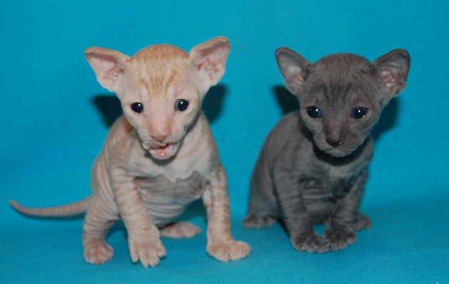 Корниш рекс котята Корниш рекс котята