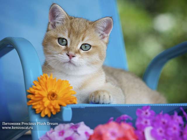 Британские Котята-Драгоценный Плюшевый Подарок!!! Британские Котята-Драгоценный Плюшевый Подарок!!!