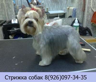 Стрижка собак в Москве Стрижка собак в Москве