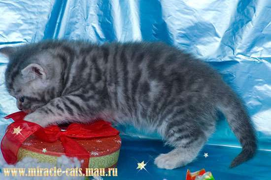 БРИТАНСКИЕ КОТЯТА РЕДКИХ ЭКСКЛЮЗИВНЫХ ОКРАСОВ! 8-905-572-70-72 БРИТАНСКИЕ КОТЯТА РЕДКИХ ЭКСКЛЮЗИВНЫХ ОКРАСОВ! 8-905-572-70-72