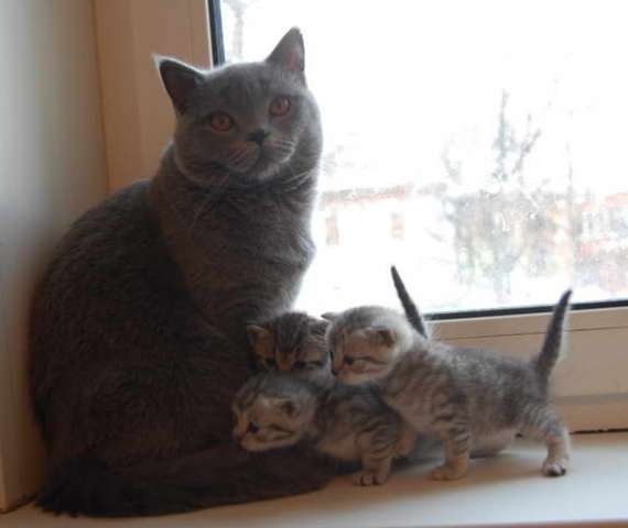 Британские котята. Британские котята.