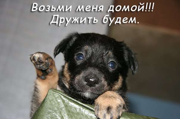 4 щеночка в ЛУЧШИЕ руки!!! 4 щеночка в ЛУЧШИЕ руки!!!