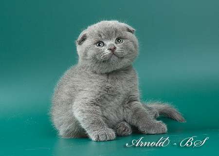 Шотландские короткошерстные плюшевые котята Шотландские короткошерстные плюшевые котята