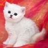 Британские Котята шиншиллы-самые драгоценные котята!!!