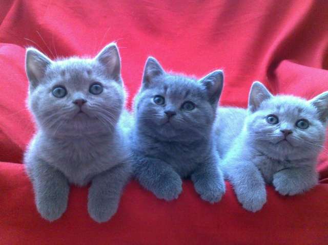 британские короткошерстные котята британские короткошерстные котята