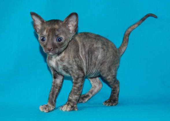 Корниш рекс котята Корниш рекс котята