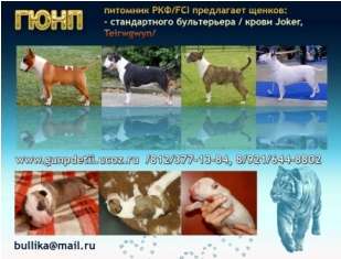 Щенки бультерьера Щенки бультерьера