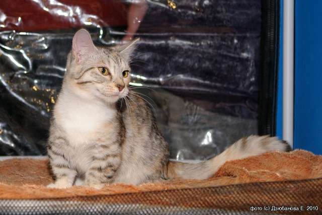 Манчкин (кошка такса) Манчкин (кошка такса)
