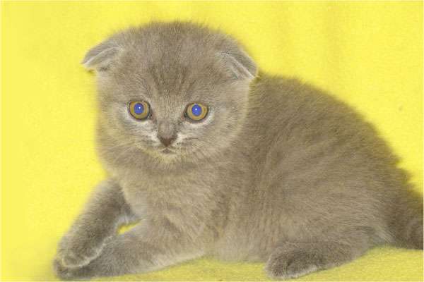 Шотландские вислоухие котята Шотландские вислоухие котята