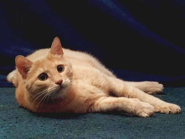 Отдам в добрые руки рыжего котенка Отдам в добрые руки рыжего котенка