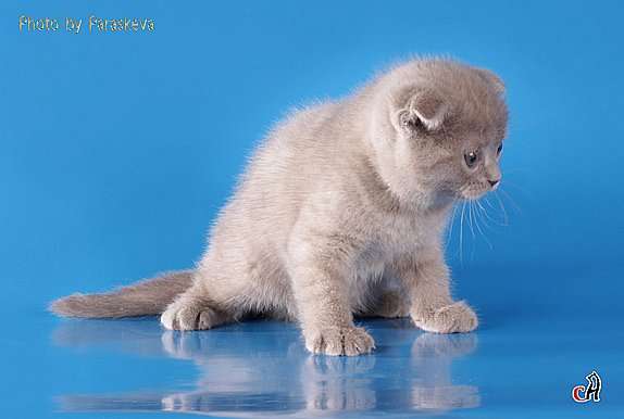 Котята скоттиш-фолд лилового окраса