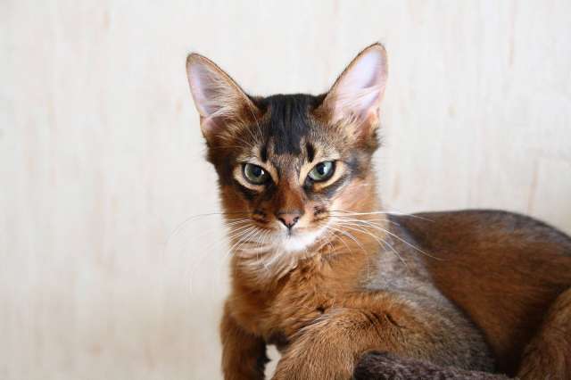Котенок сомали (Somali) Котенок сомали (Somali)