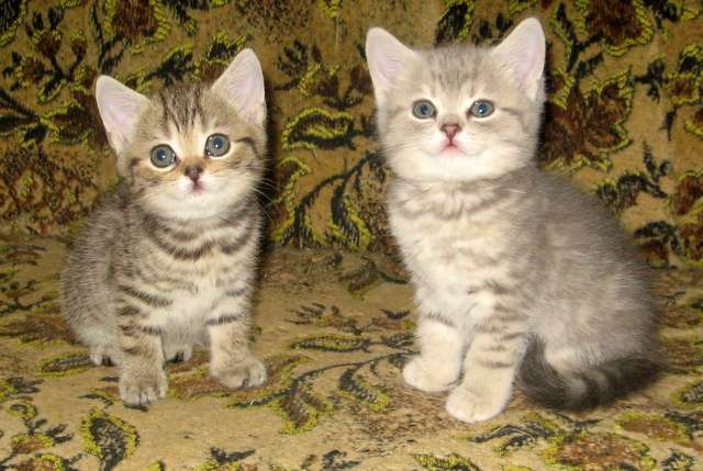 Шотландские котята-котик и кошечка Шотландские котята-котик и кошечка