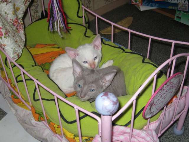 Котята корниш-рекс Котята корниш-рекс