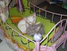 Котята корниш-рекс