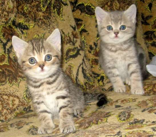 ШОТЛАНДСКИЕ КОТЯТА-НЕЖНЫЙ ГОЛУБОЙ ПЯТНИСТЫЙ и ЯРКИЙ БРАУНЁНОК!