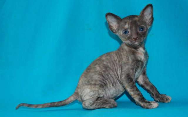 Корниш рекс котята Корниш рекс котята