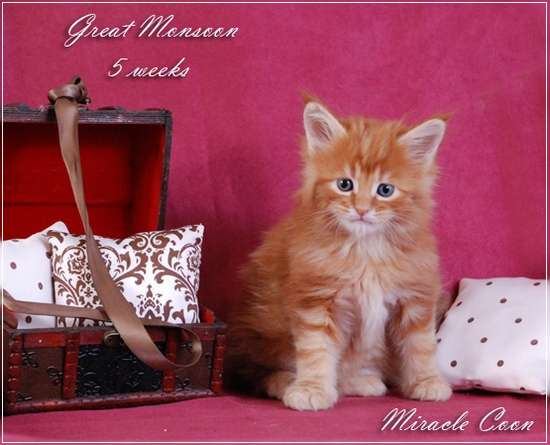 Котята мейн кун питомника Miracle Coon Котята мейн кун питомника Miracle Coon