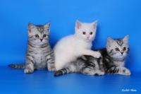 шотландские котята шотландские котята