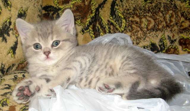 ШОТЛАНДСКИЙ КОТИК ГОЛУБОЙ ГОРОШЕК! ШОТЛАНДСКИЙ КОТИК ГОЛУБОЙ ГОРОШЕК!
