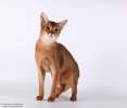 Абиссинский кот дикого окраса (вязка) 