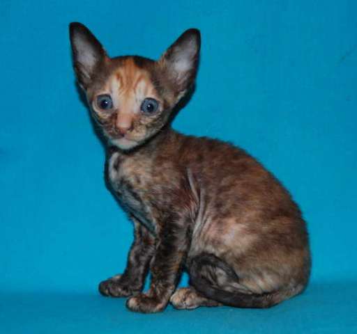 Корниш рекс котята Корниш рекс котята