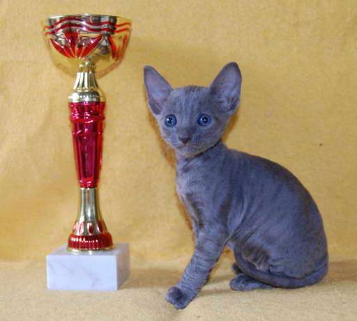 Корниш рекс котята Корниш рекс котята