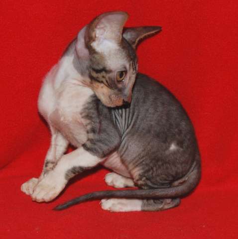 корниш-рекс котята корниш-рекс котята