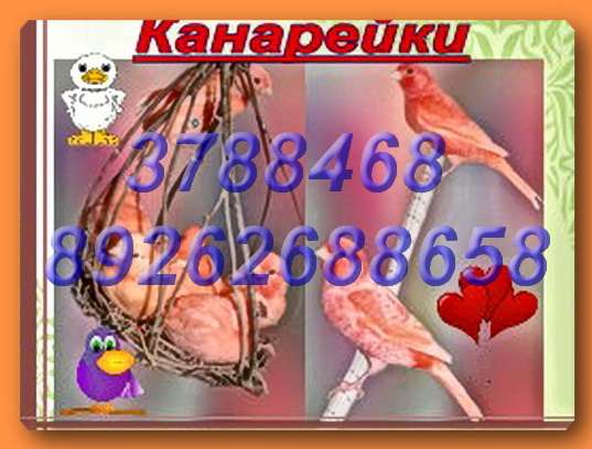 Канарейки красные, цветные, хохлатые певчие самцы, самки. Клетки, корм, минералы. Канарейки красные, цветные, хохлатые певчие самцы, самки. Клетки, корм, минералы.