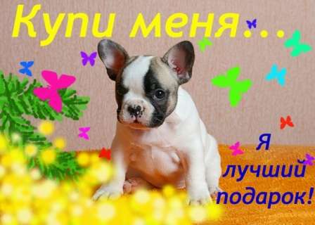 Элитные щенки французики внуки Интерчемпиона! Элитные щенки французики внуки Интерчемпиона!