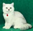 Британские котята драгоценных окрасов