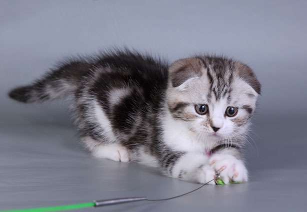 Шотландские вислоухие котята Шотландские вислоухие котята