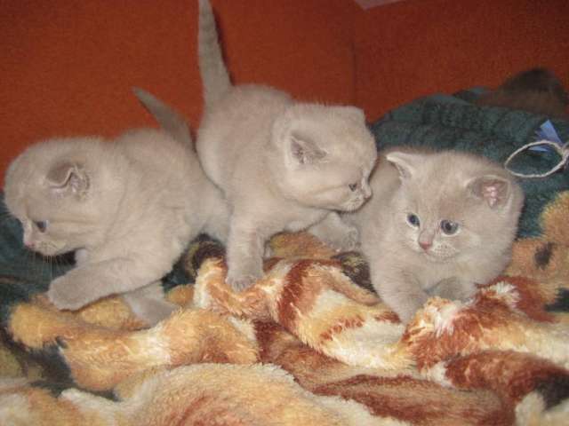 Продам котят Продам котят