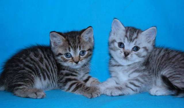 Корниш рекс котята Корниш рекс котята