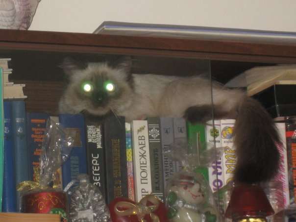 Кошечка ищет жениха Кошечка ищет жениха