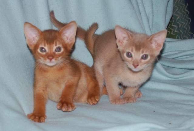 . Продажа абиссинских котят. . Продажа абиссинских котят.
