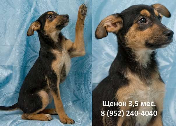 Щенок Щенок