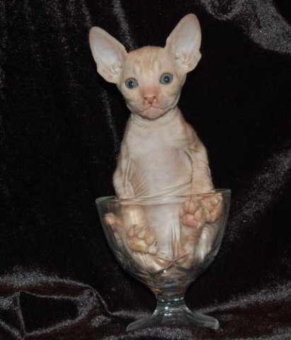 Корниш рекс котята Корниш рекс котята