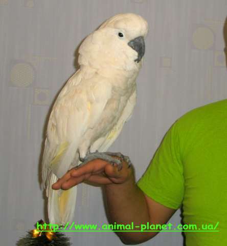 Молуккский какаду  (Cacatua moluccensis) полностью ручные птенцы – выкормыши