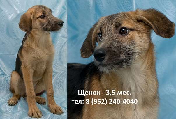Щенок Щенок