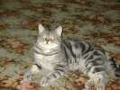 Кот Cкоттиш-страйт голубой мрамор на серебре  приглашает на вязку