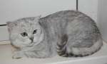 Британские котята - окрас (вискас) недорого 7 000 руб.