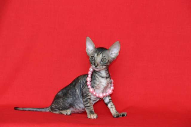 КОРНИШ РЕКС элитные котята. КОРНИШ РЕКС элитные котята.