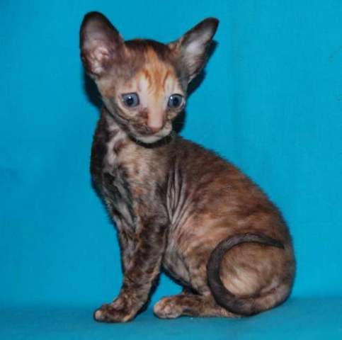 Корниш рекс котята Корниш рекс котята