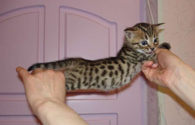 БЕНГАЛЬСКИЕ КОТЯТА---НЕДОРОГО!!! БЕНГАЛЬСКИЕ КОТЯТА---НЕДОРОГО!!!