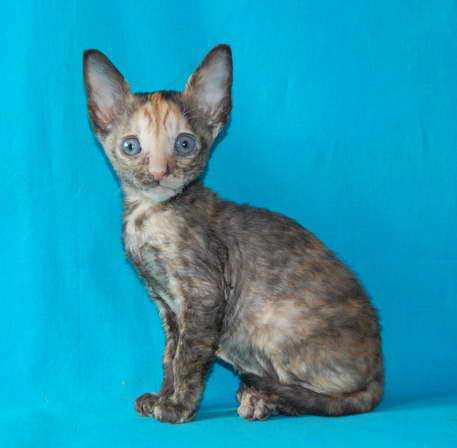 Корниш рекс котята Корниш рекс котята